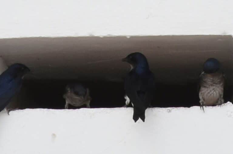 How to Keep Birds Out of Dryer Vent: A Comprehensive Guide